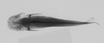 Media type: image; Ichthyology 27270